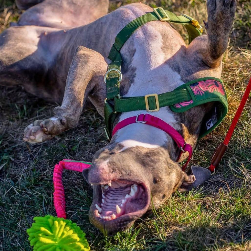Enlarge Meelah, a Adoptable Mixed Breed in South Portland, ME image 4/5