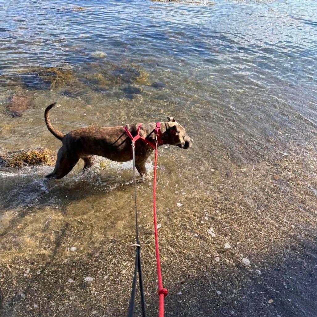 Enlarge Meelah, a Adoptable Mixed Breed in South Portland, ME image 5/5