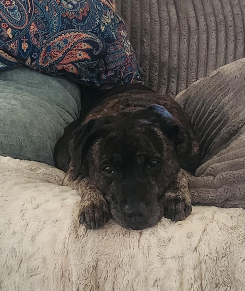 K.B., Adoptable, Senior Female Pit Bull Terrier & Mixed Breed.