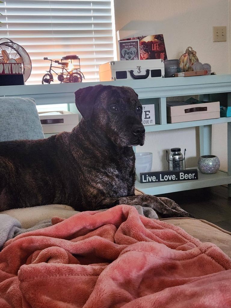 Enlarge K.B., a Adoptable mixed breed in Fayetteville, AR image 2/6