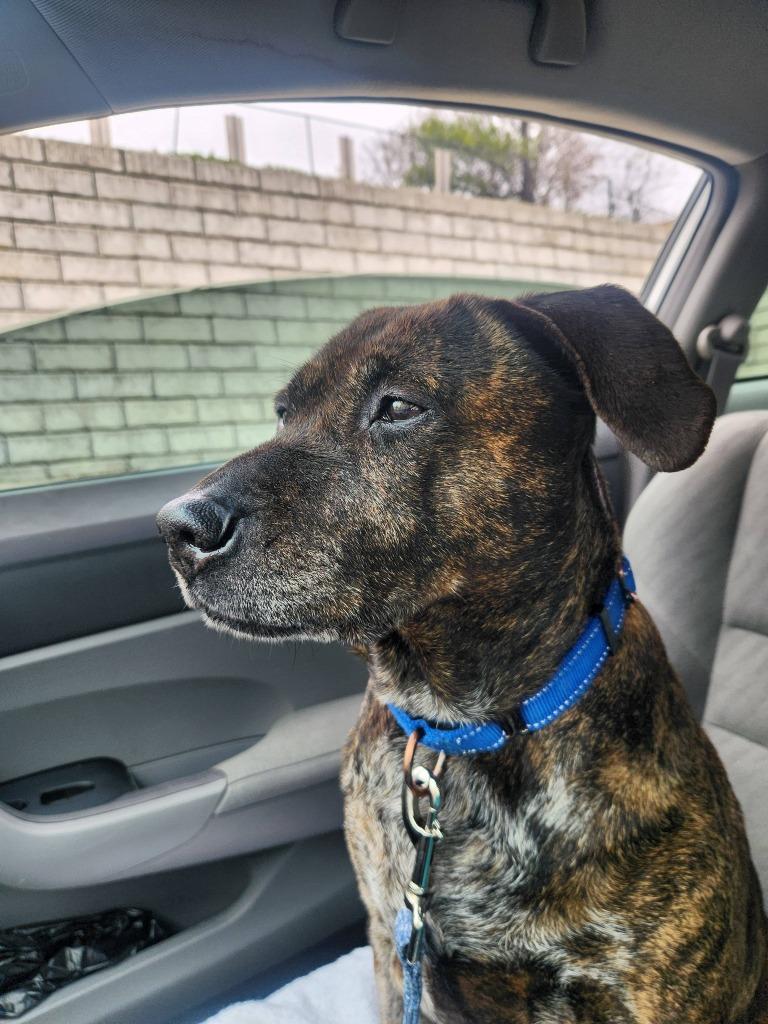 Enlarge K.B., a Adoptable mixed breed in Fayetteville, AR image 3/6