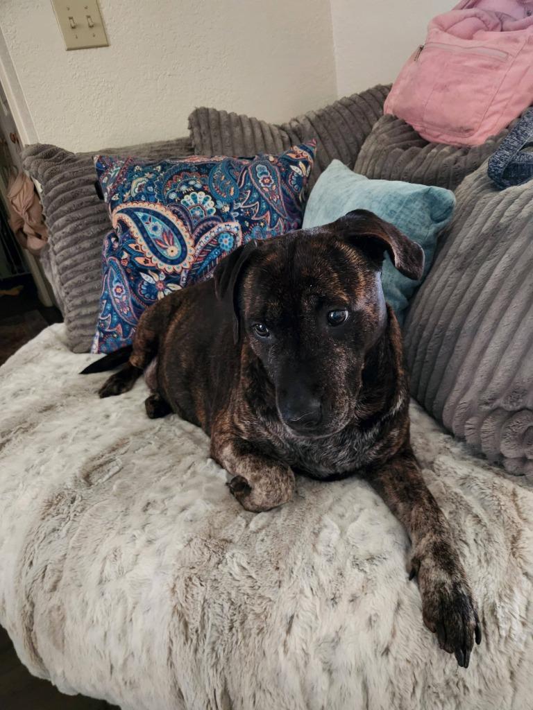 Enlarge K.B., a Adoptable mixed breed in Fayetteville, AR image 4/6