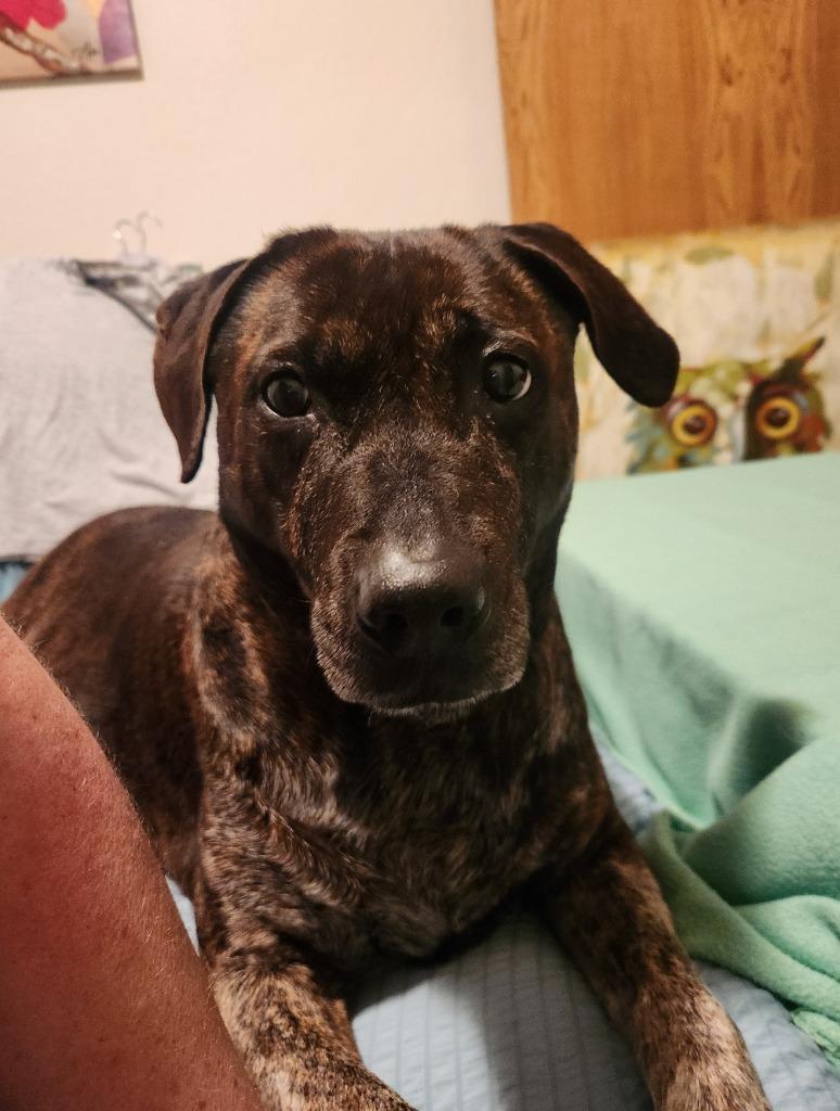 Enlarge K.B., a Adoptable mixed breed in Fayetteville, AR image 5/6