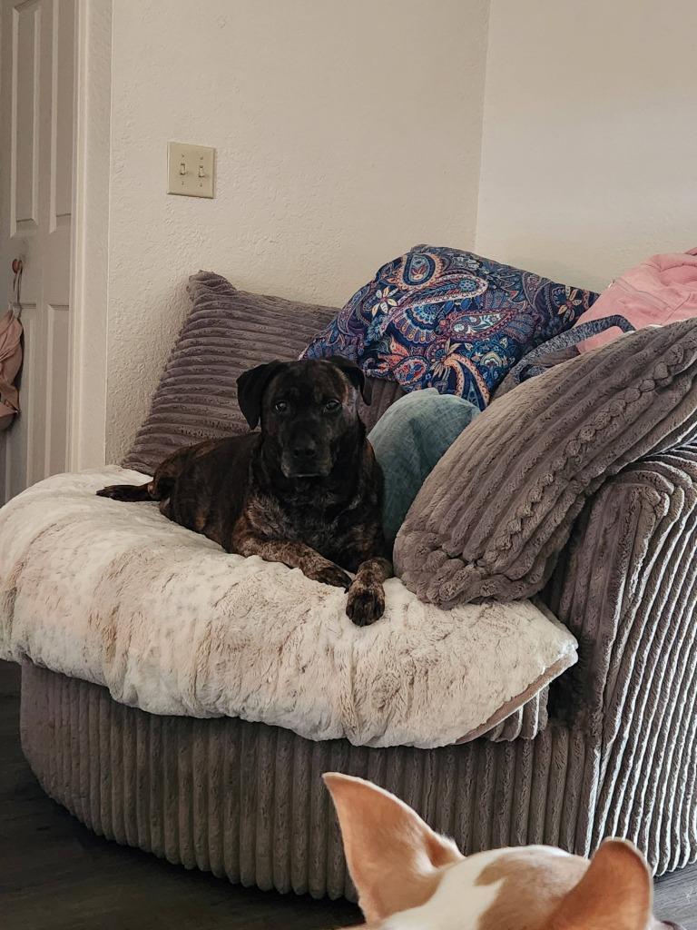 Enlarge K.B., a Adoptable mixed breed in Fayetteville, AR image 6/6