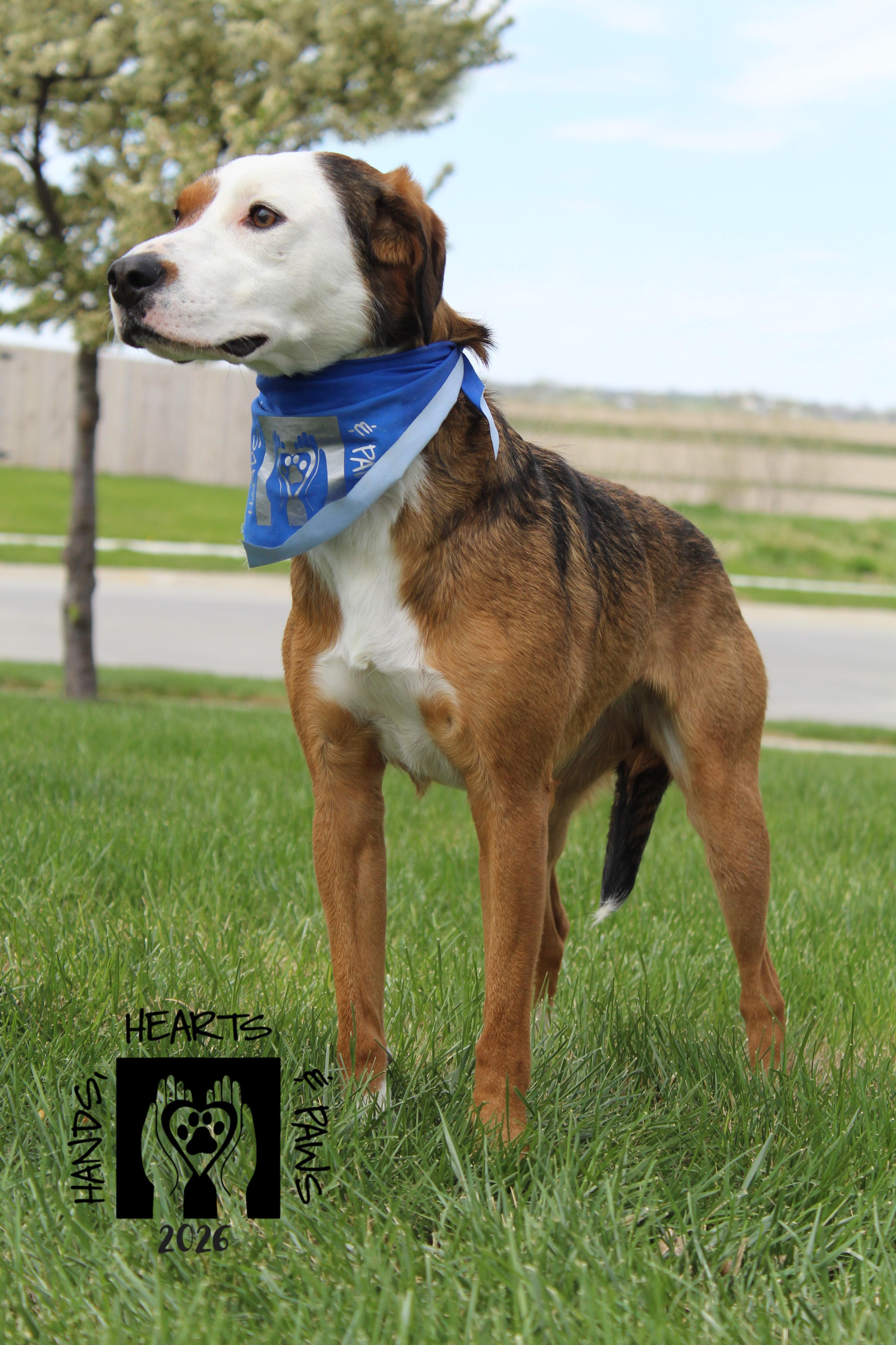 Snocone, adoptable, Young Female Beagle.