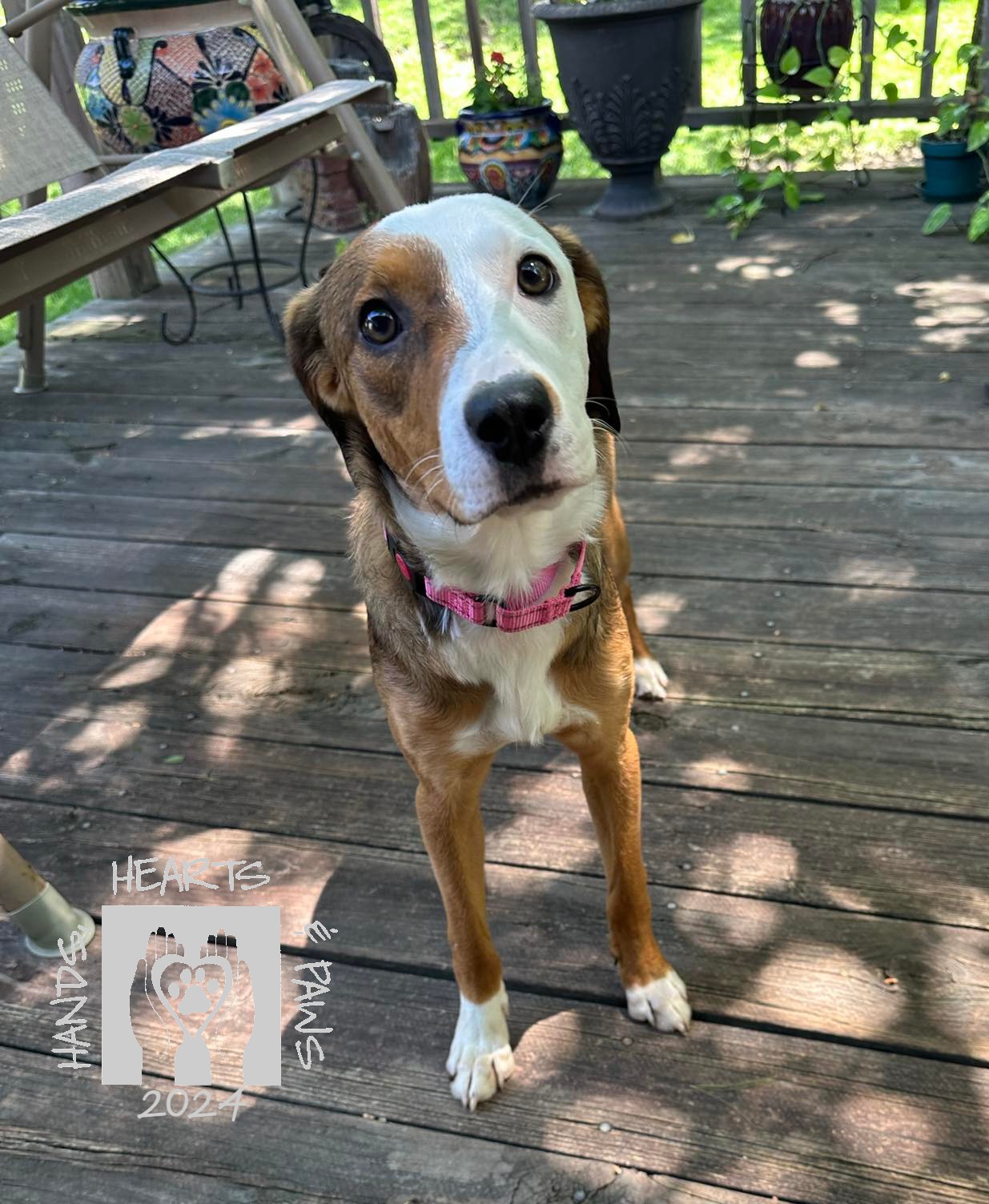 Enlarge Snocone, an adoptable Beagle in Omaha, NE image 5/5