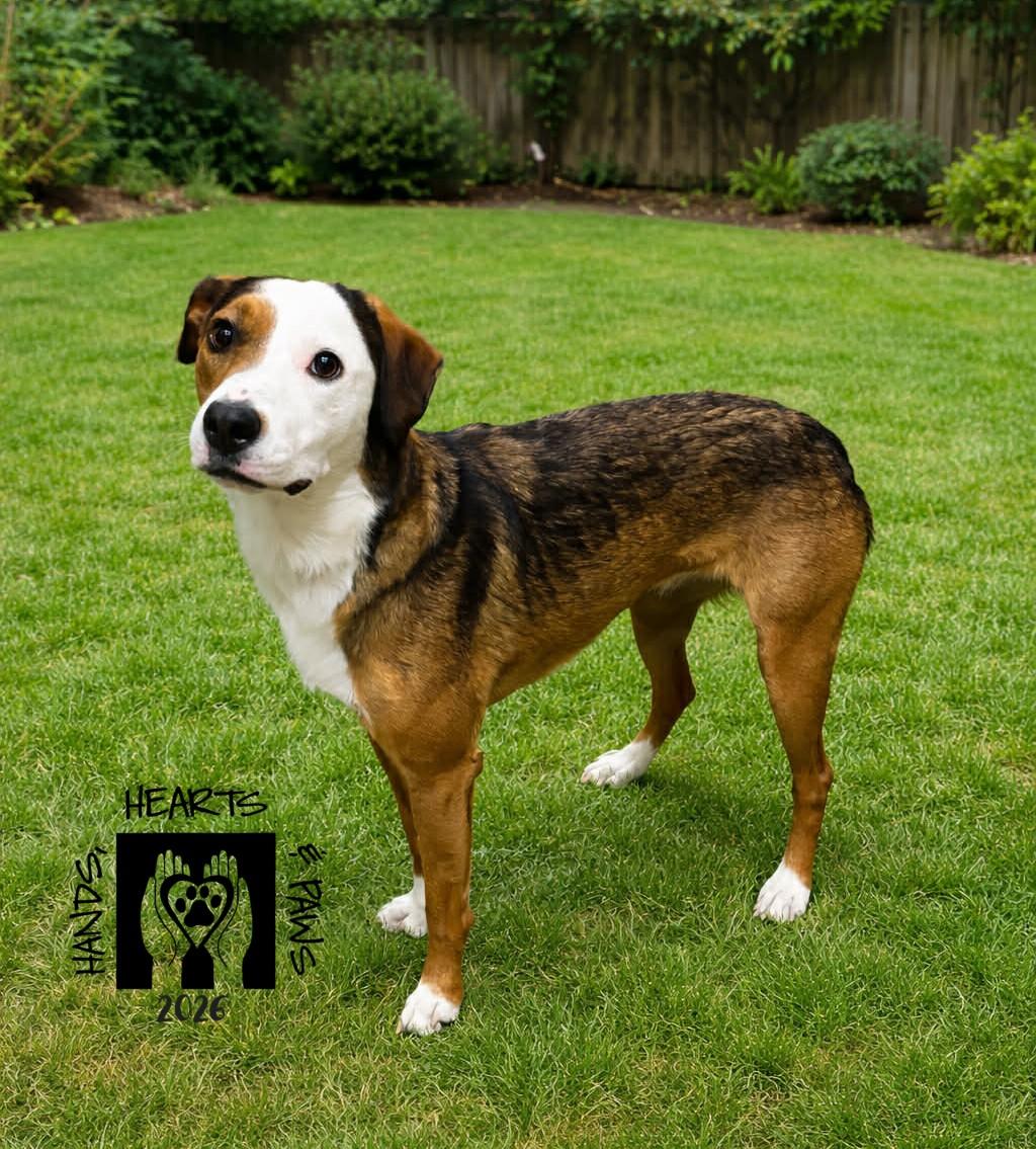 Enlarge Snocone, an adoptable mixed breed in Omaha, NE image 2/5