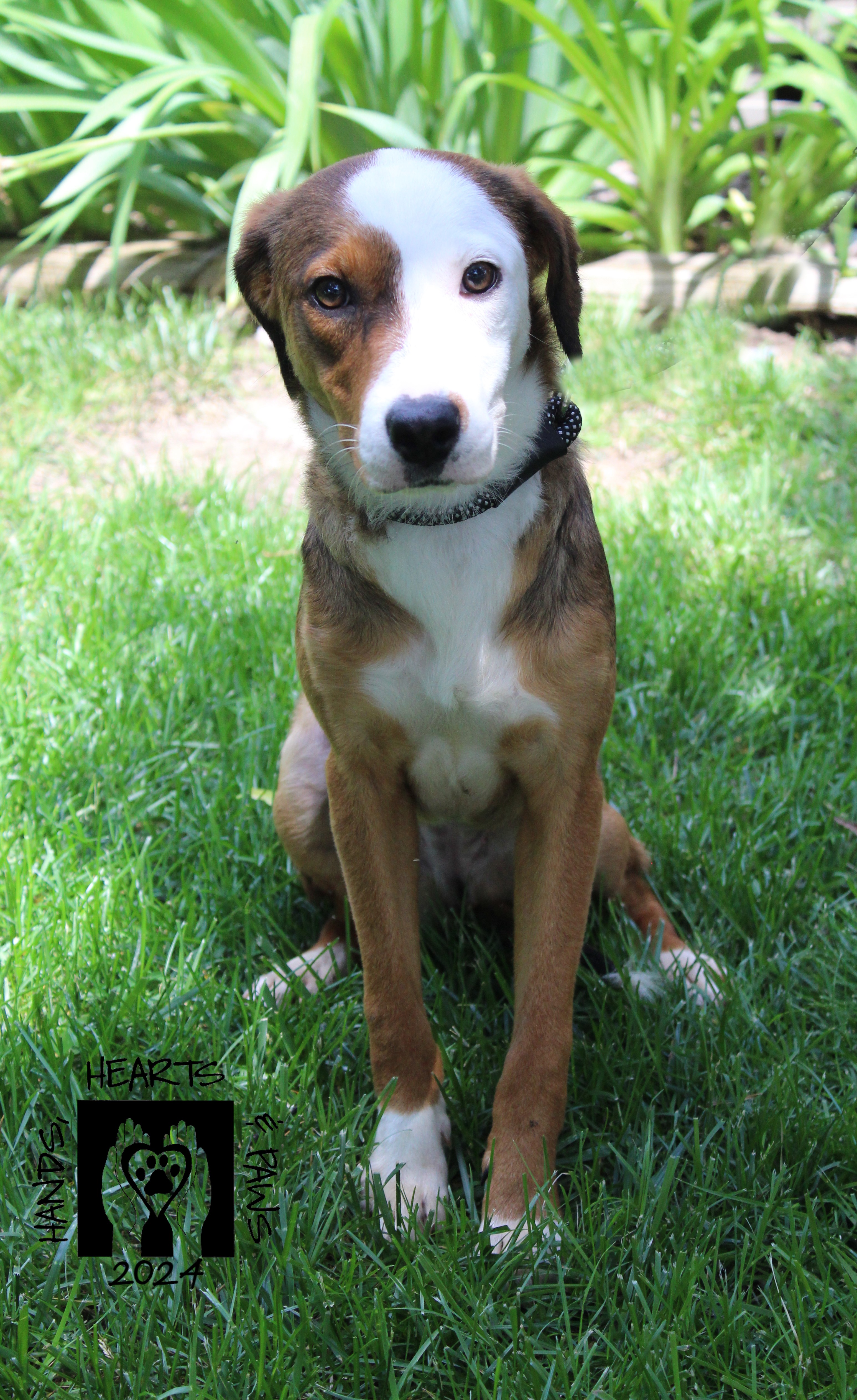 Enlarge Snocone, an adoptable Beagle in Omaha, NE image 2/5