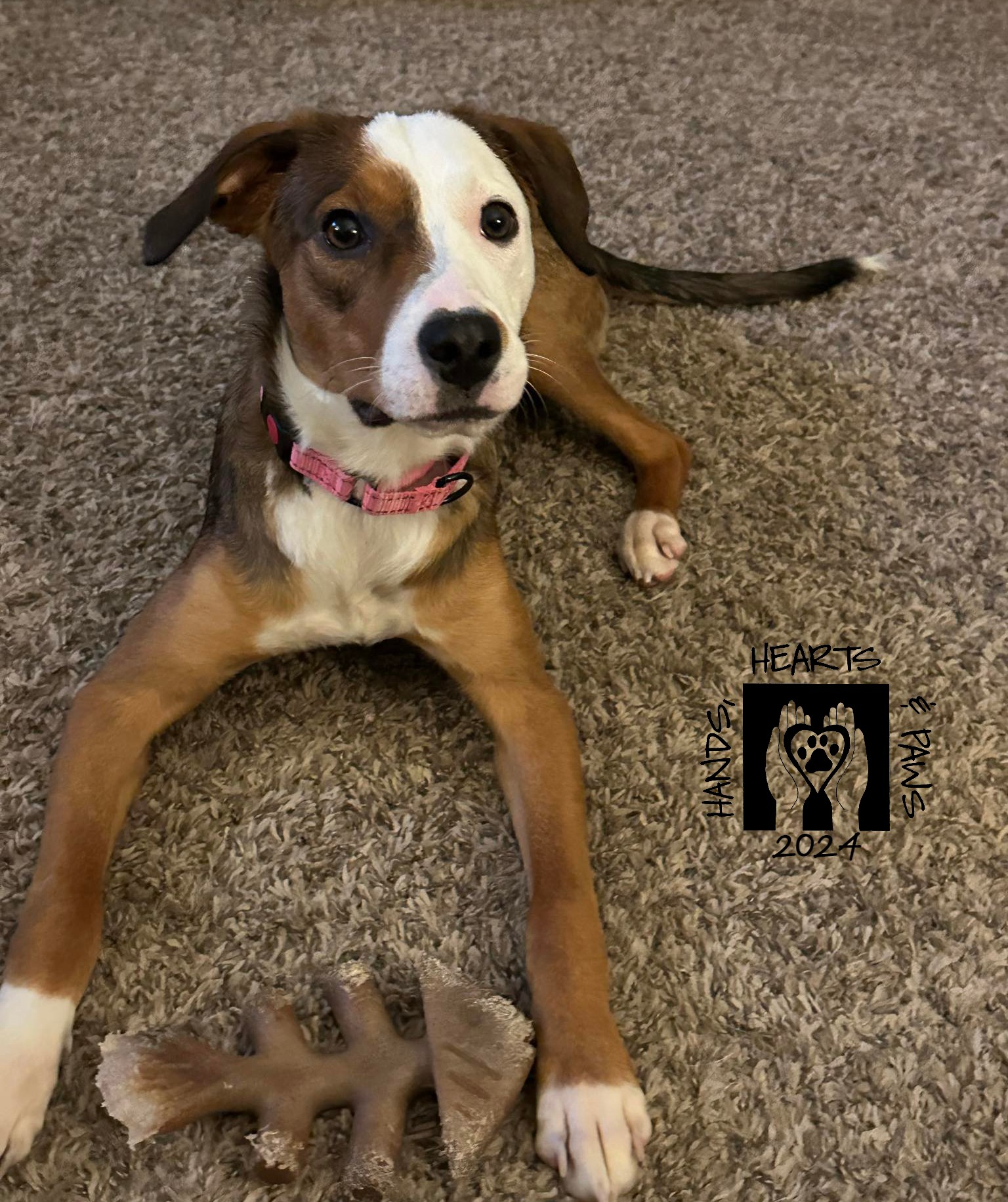 Snocone, adoptable, Young Female Beagle.