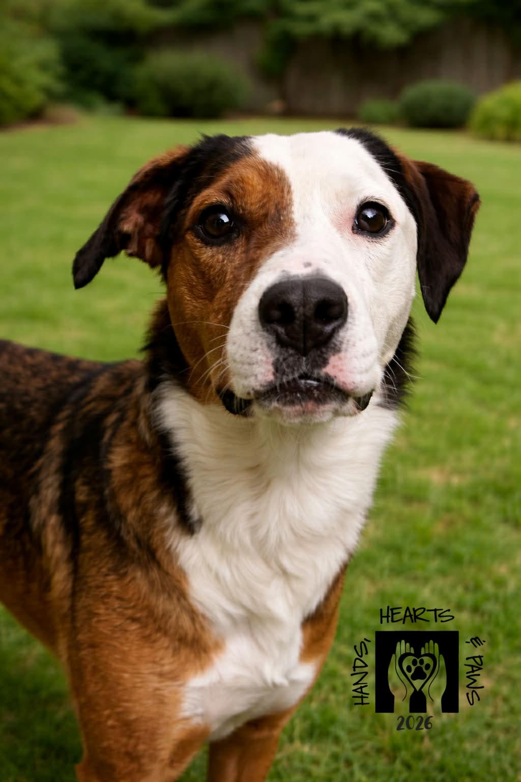 Enlarge Snocone, an adoptable mixed breed in Omaha, NE image 4/5