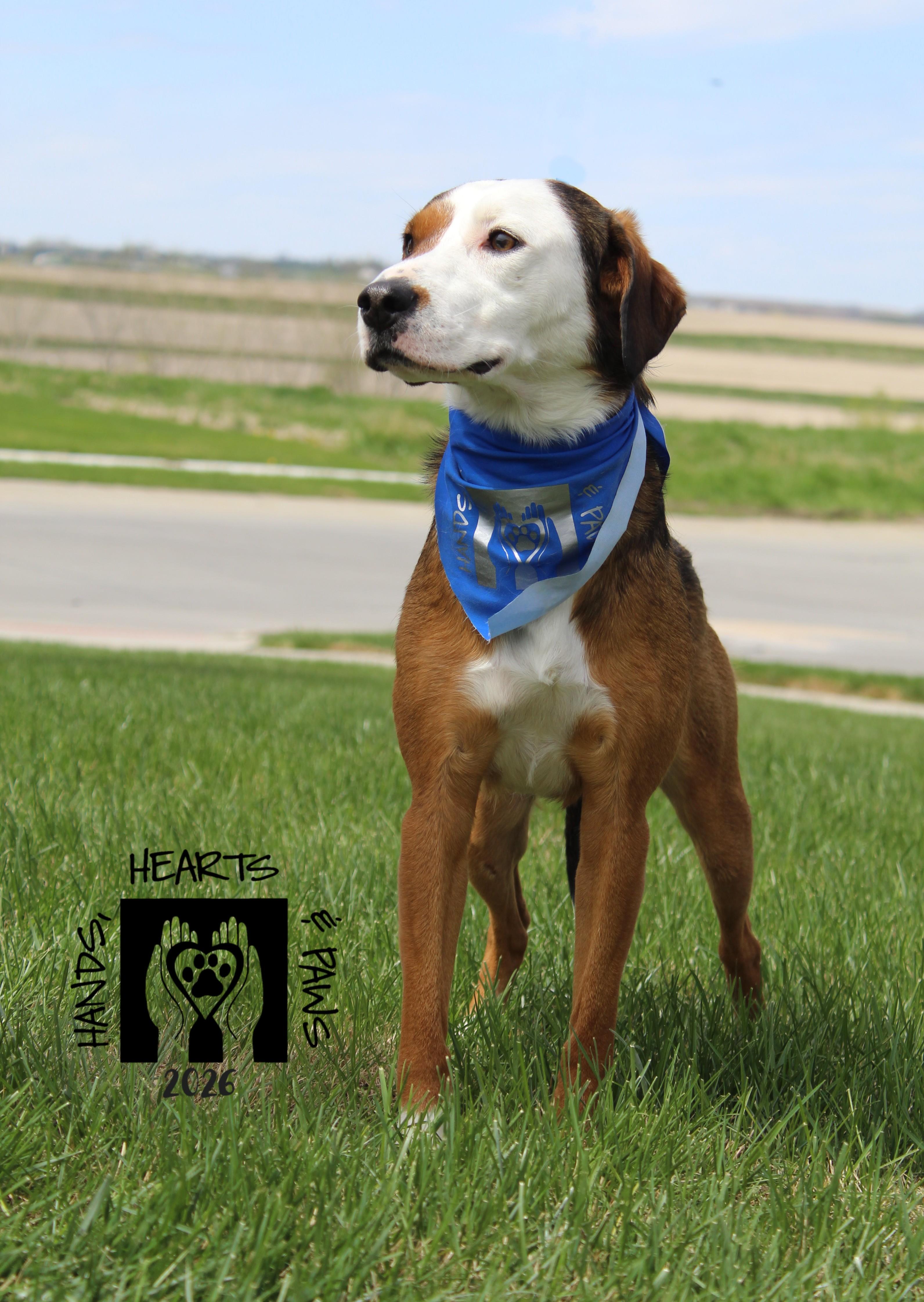 Enlarge Snocone, an adoptable mixed breed in Omaha, NE image 5/5