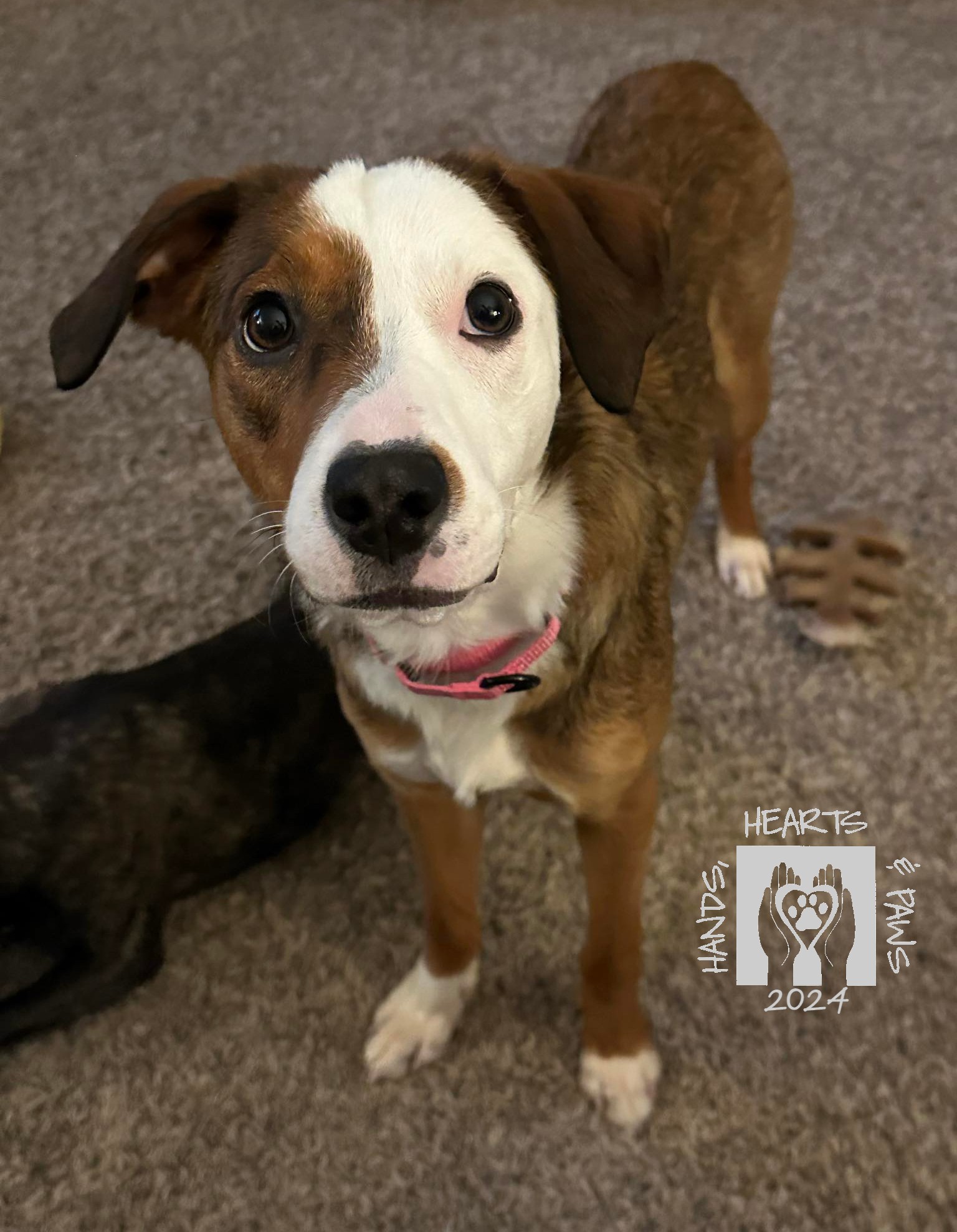 Enlarge Snocone, an adoptable Beagle in Omaha, NE image 4/5