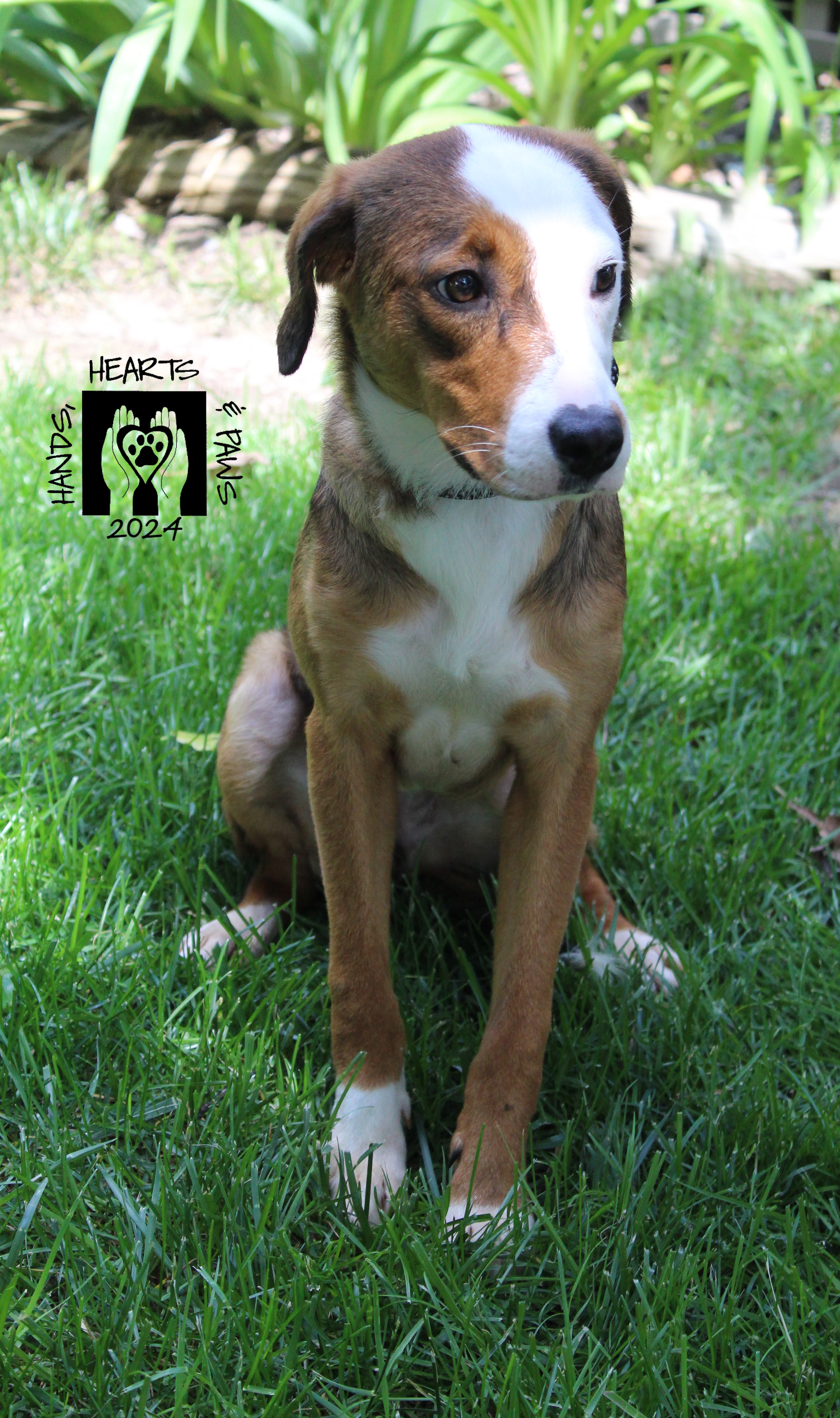 Enlarge Snocone, an adoptable Beagle in Omaha, NE image 3/5
