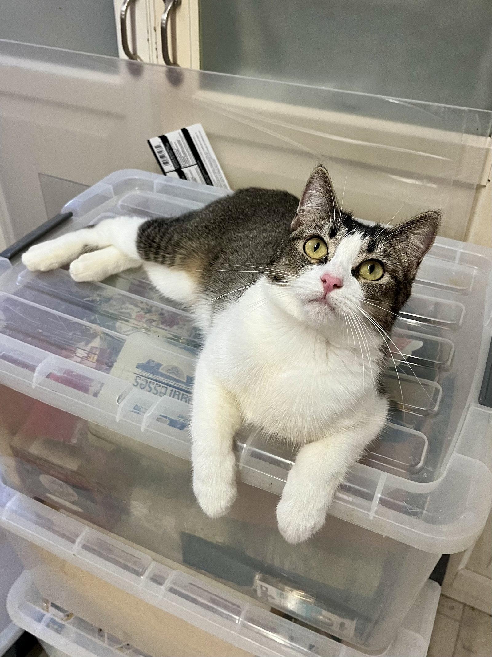 Manxine, Adoptable, Young Female Manx.