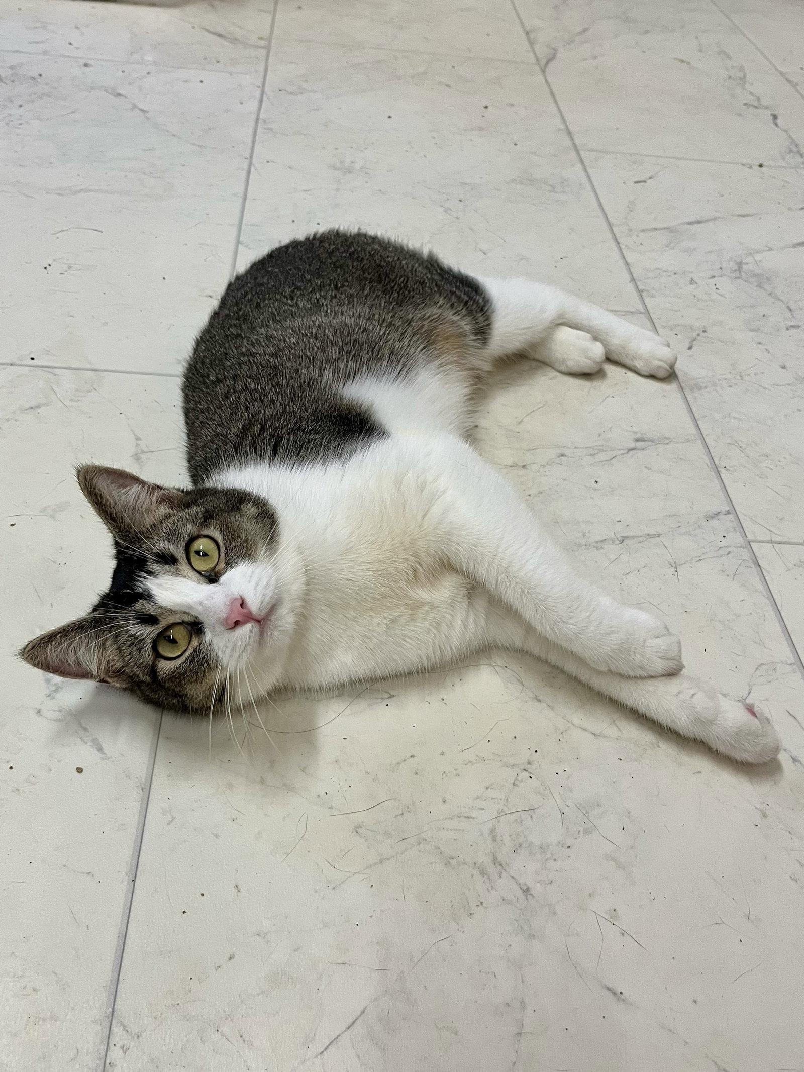 Manxine, a Adoptable Manx in Long Beach, CA image 2/3