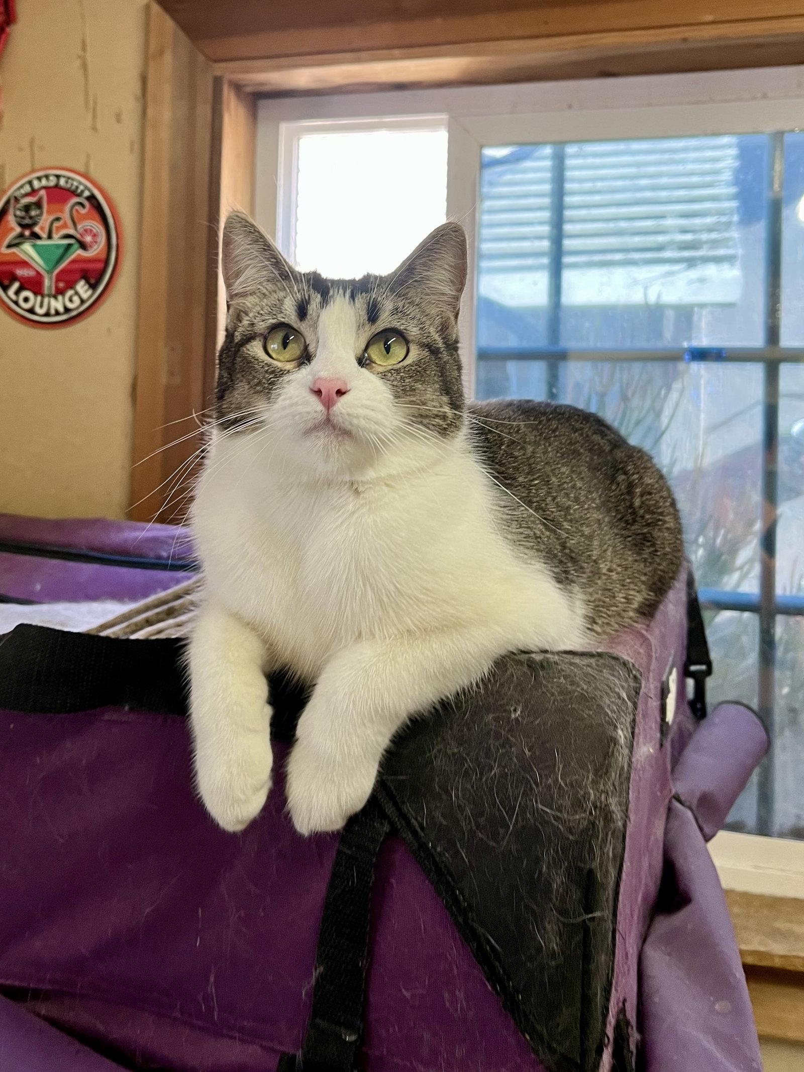 Manxine, a Adoptable Manx in Long Beach, CA image 3/3