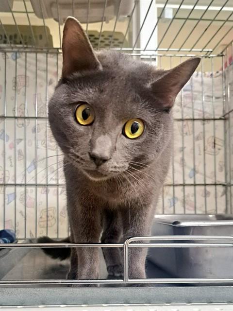 Enlarge TRIUMPH, a Adoptable Domestic Short Hair in Easton, MD image 1/1