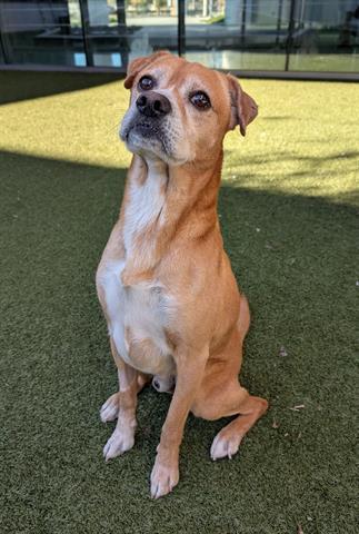 Enlarge SIR EDWARD, a Adoptable mixed breed in San Martin, CA image 1/1