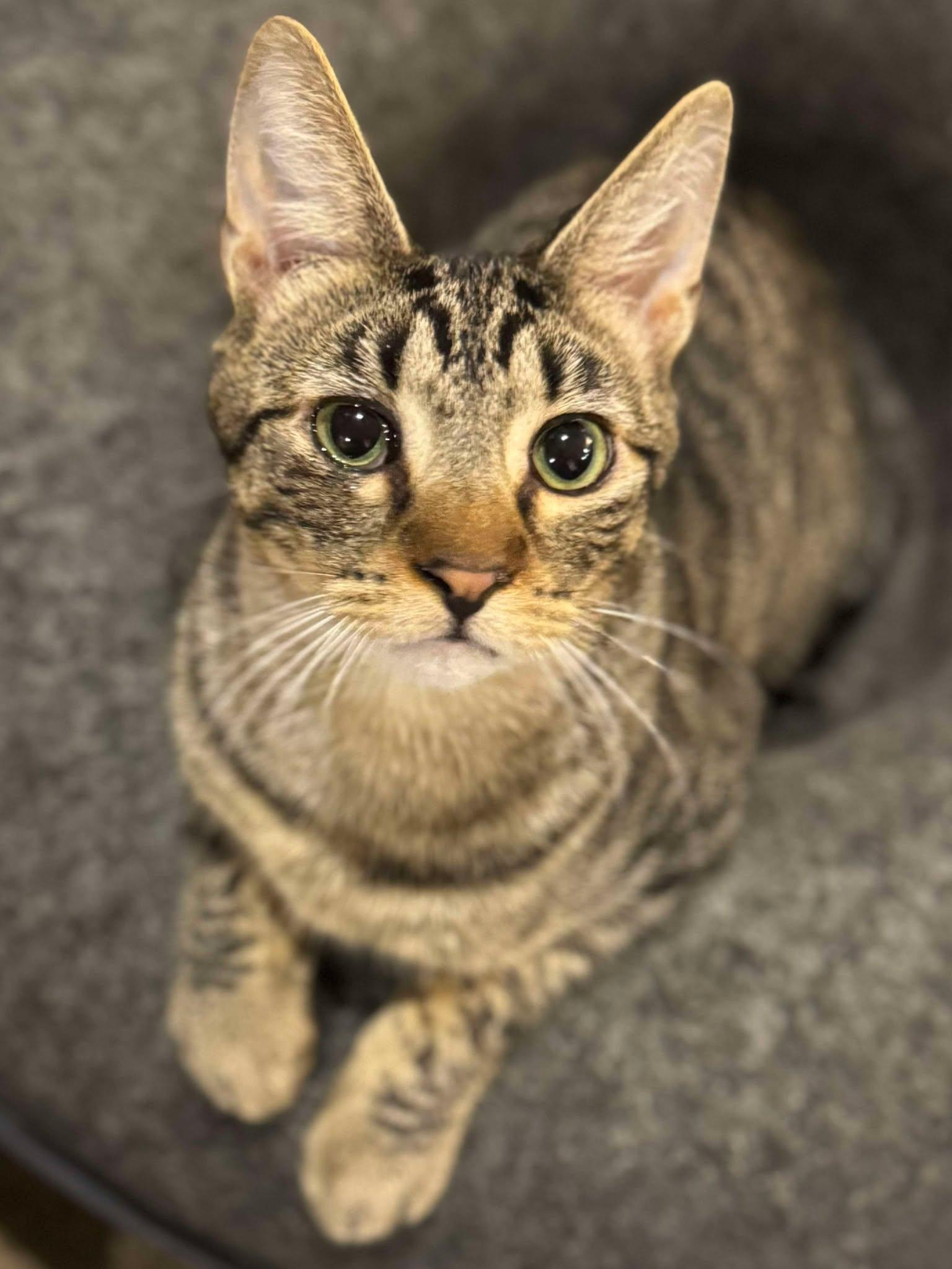 Ernie, an adoptable Domestic Short Hair in Sioux Falls, SD, 57101 | Photo Image 3