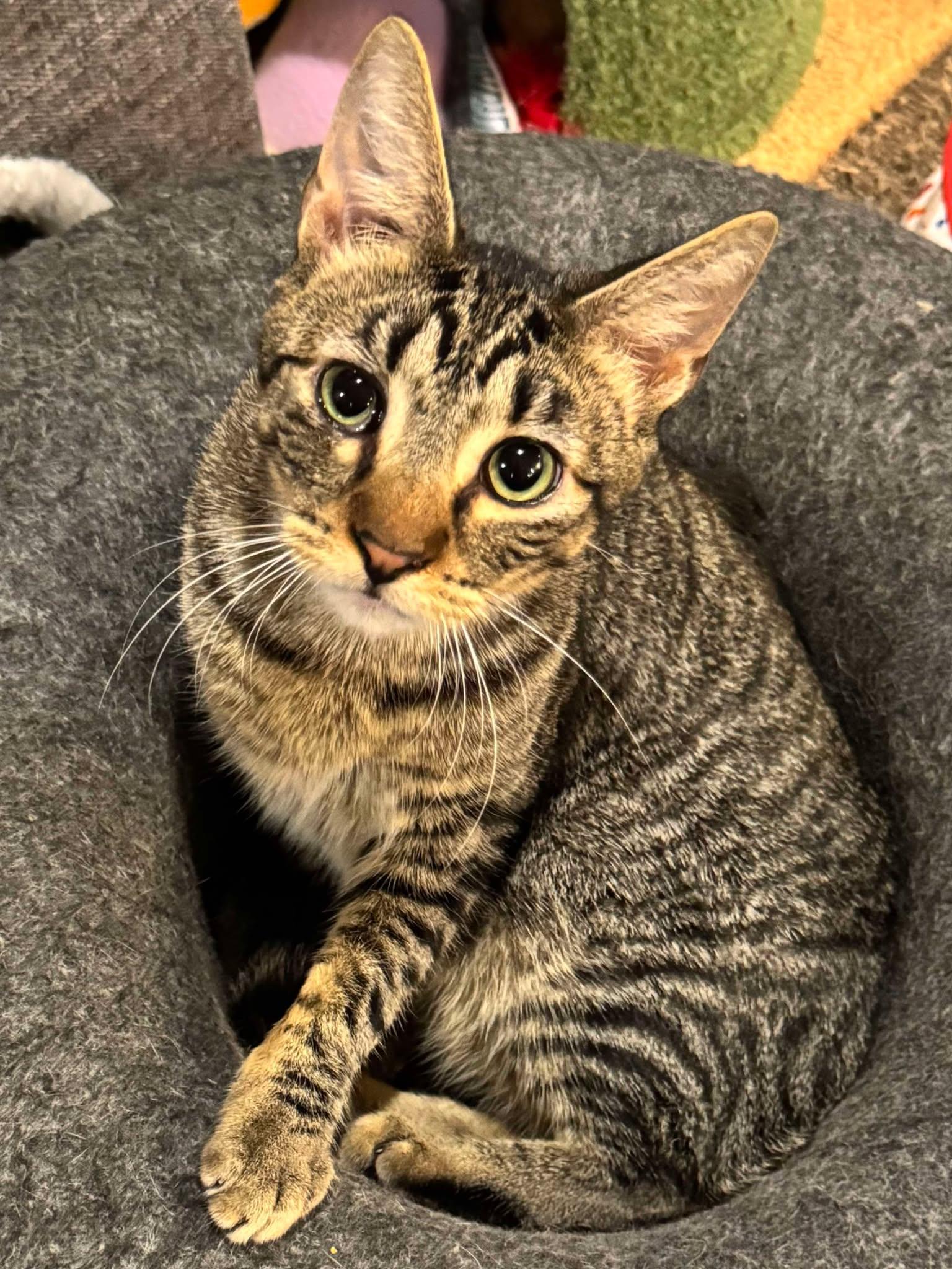 Ernie, an adoptable Domestic Short Hair in Sioux Falls, SD, 57101 | Photo Image 5