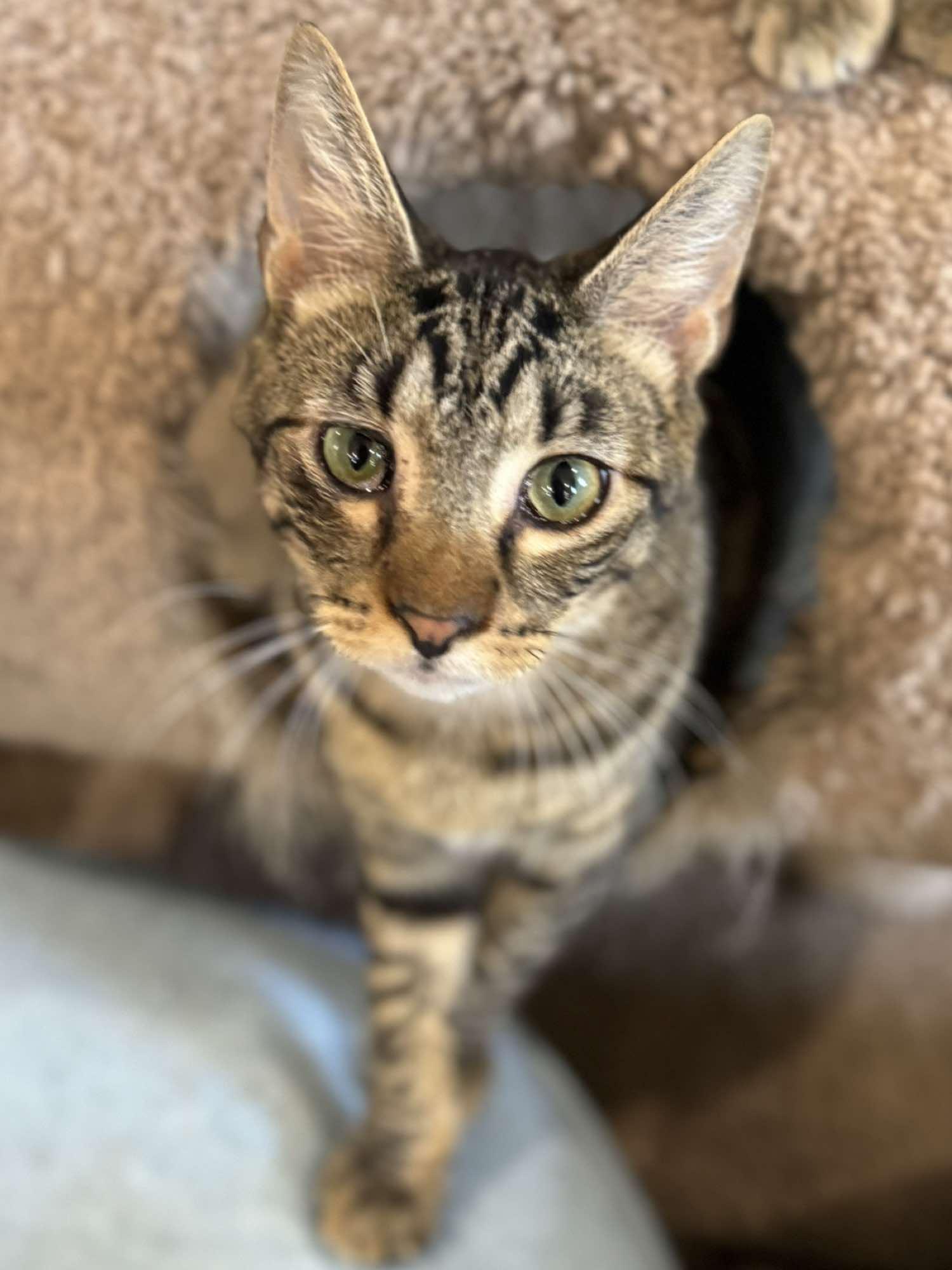Ernie, Young Male Domestic Short Hair