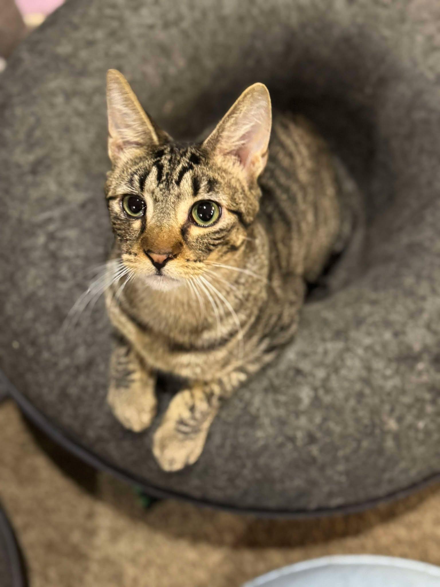Ernie, an adoptable Domestic Short Hair in Sioux Falls, SD, 57101 | Photo Image 4