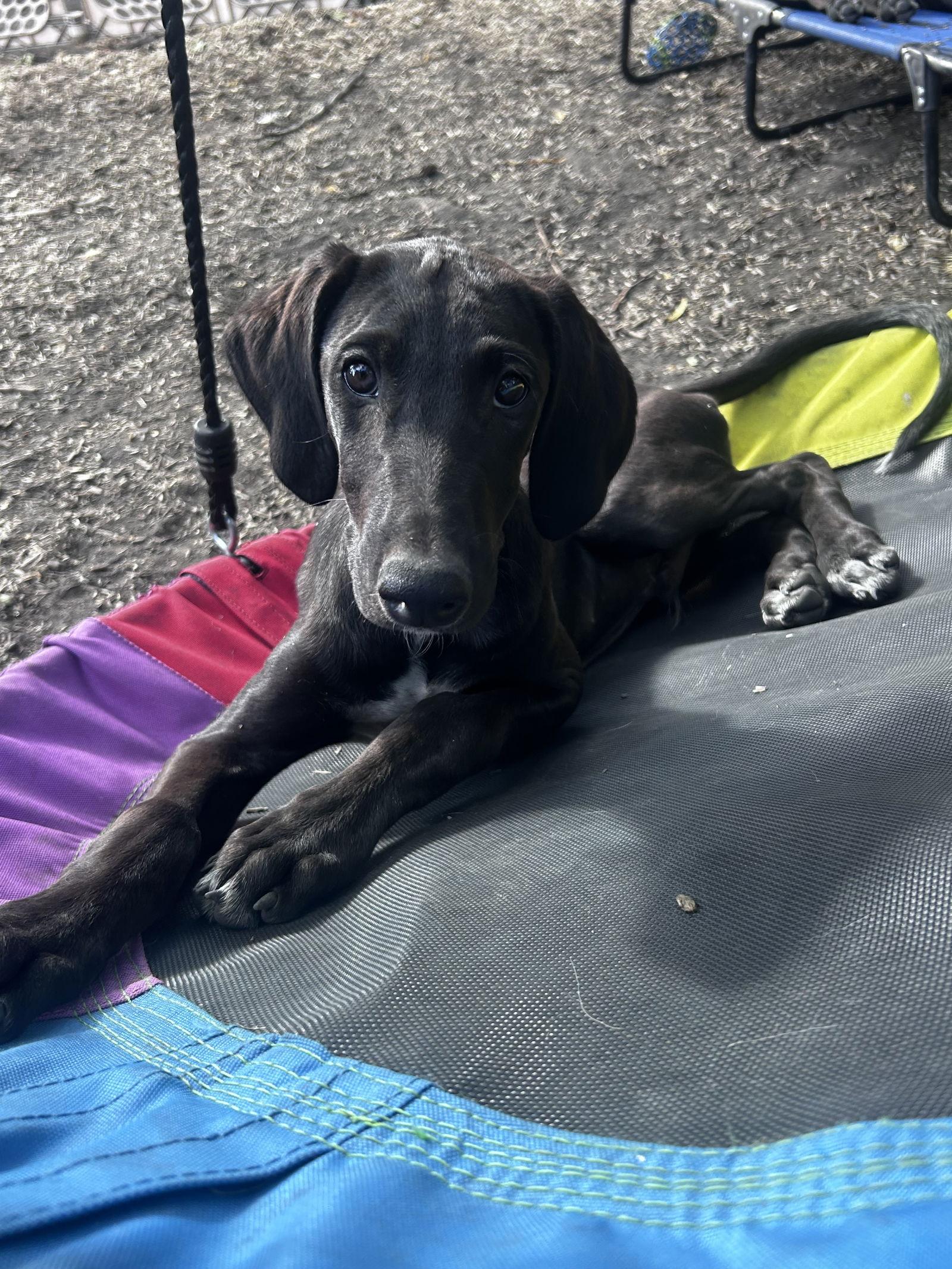 Zephyr, a Adoptable mixed breed in Laramie, WY image 2/3