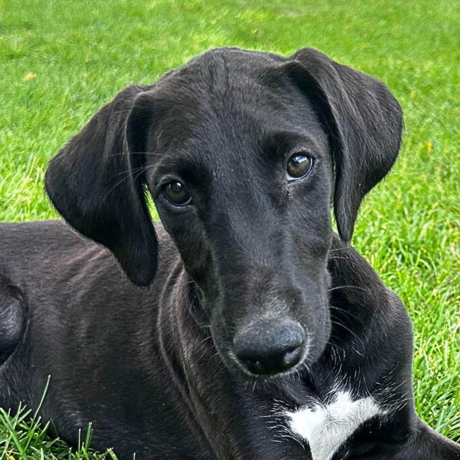 Zephyr, a Adoptable mixed breed in Laramie, WY image 3/3