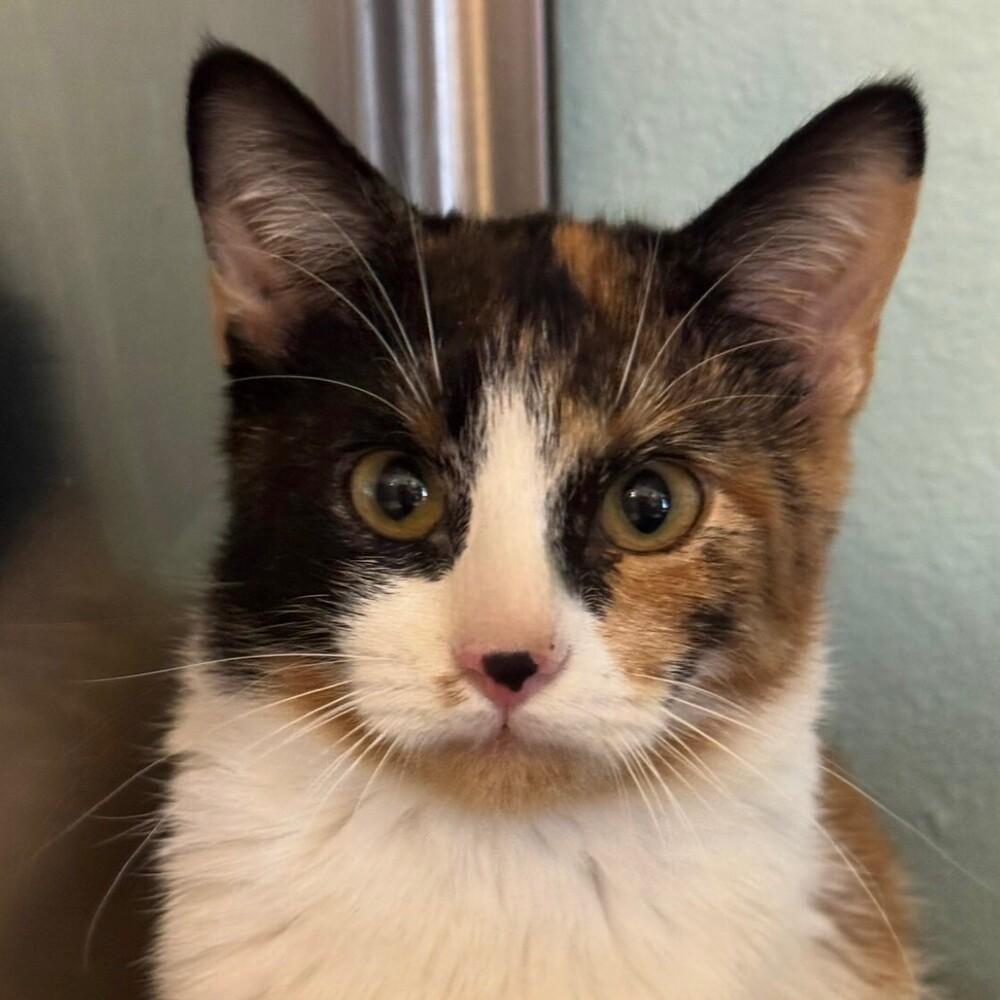 Ms. Scarlett, Adoptable, Kitten Female Domestic Short Hair.