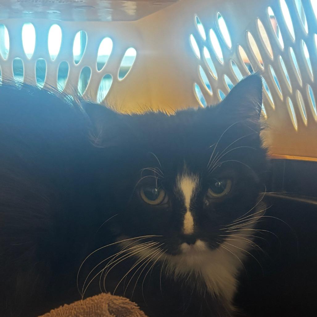 Wanda, Adoptable, Adult Female Domestic Medium Hair.