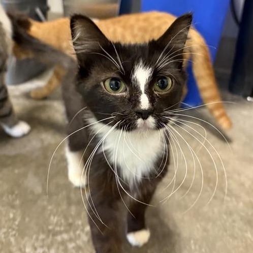 Enlarge Wanda, a Adoptable Domestic Medium Hair in Bentonville, AR image 2/2