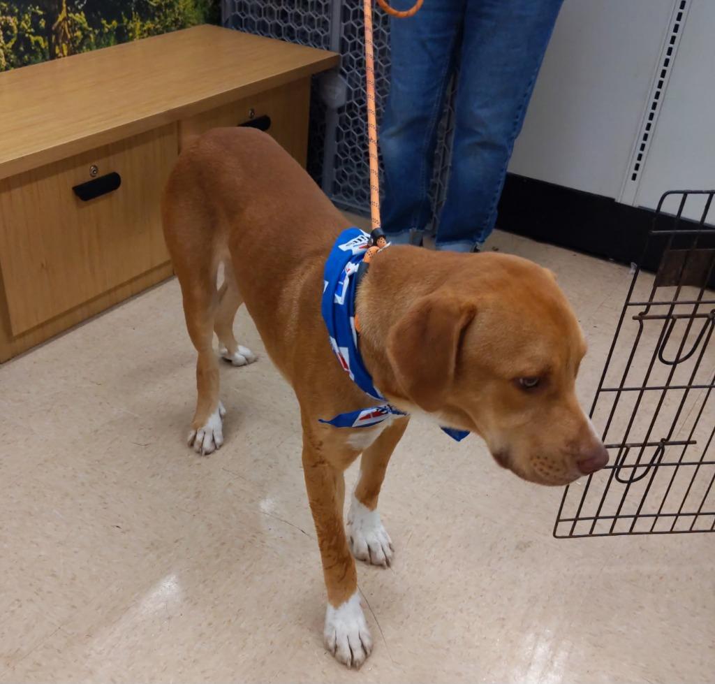 Mr. Pete, Adoptable, Young Male Treeing Walker Coonhound & Yellow Labrador Retriever.