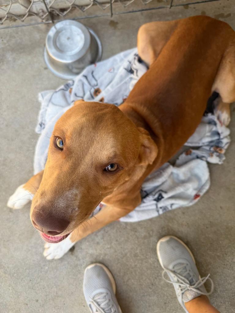 Mr. Pete, a Adoptable mixed breed in Mena, AR image 2/5