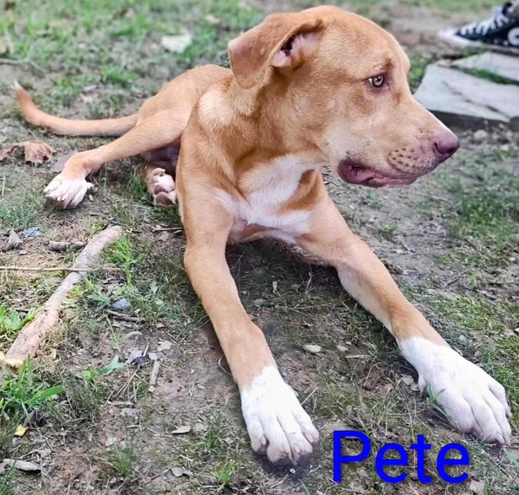Mr. Pete, a Adoptable mixed breed in Mena, AR image 3/5