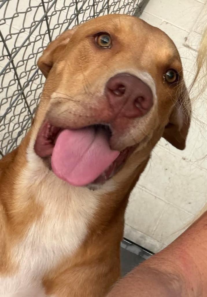 Mr. Pete, a Adoptable mixed breed in Mena, AR image 4/5