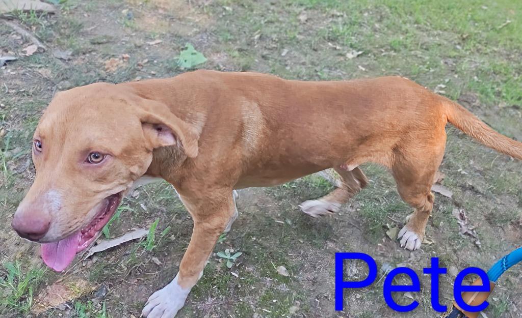 Mr. Pete, a Adoptable mixed breed in Mena, AR image 5/5