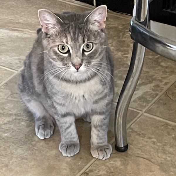 Ginger Spice, Adoptable, Young Female Domestic Short Hair.