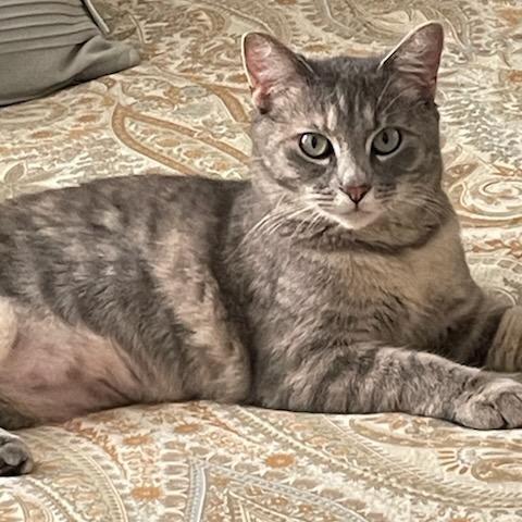 Enlarge Ginger Spice, a Adoptable Domestic Short Hair in St. Louis, MO image 2/6