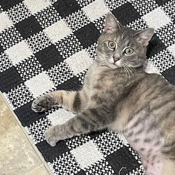 Enlarge Ginger Spice, a Adoptable Domestic Short Hair in St. Louis, MO image 3/6