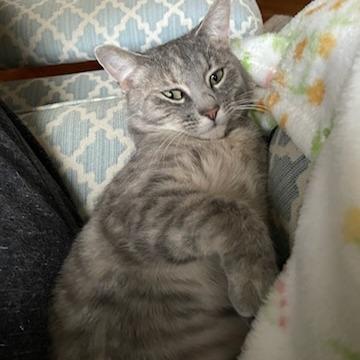 Enlarge Ginger Spice, a Adoptable Domestic Short Hair in St. Louis, MO image 5/6