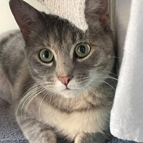 Enlarge Ginger Spice, a Adoptable Domestic Short Hair in St. Louis, MO image 6/6