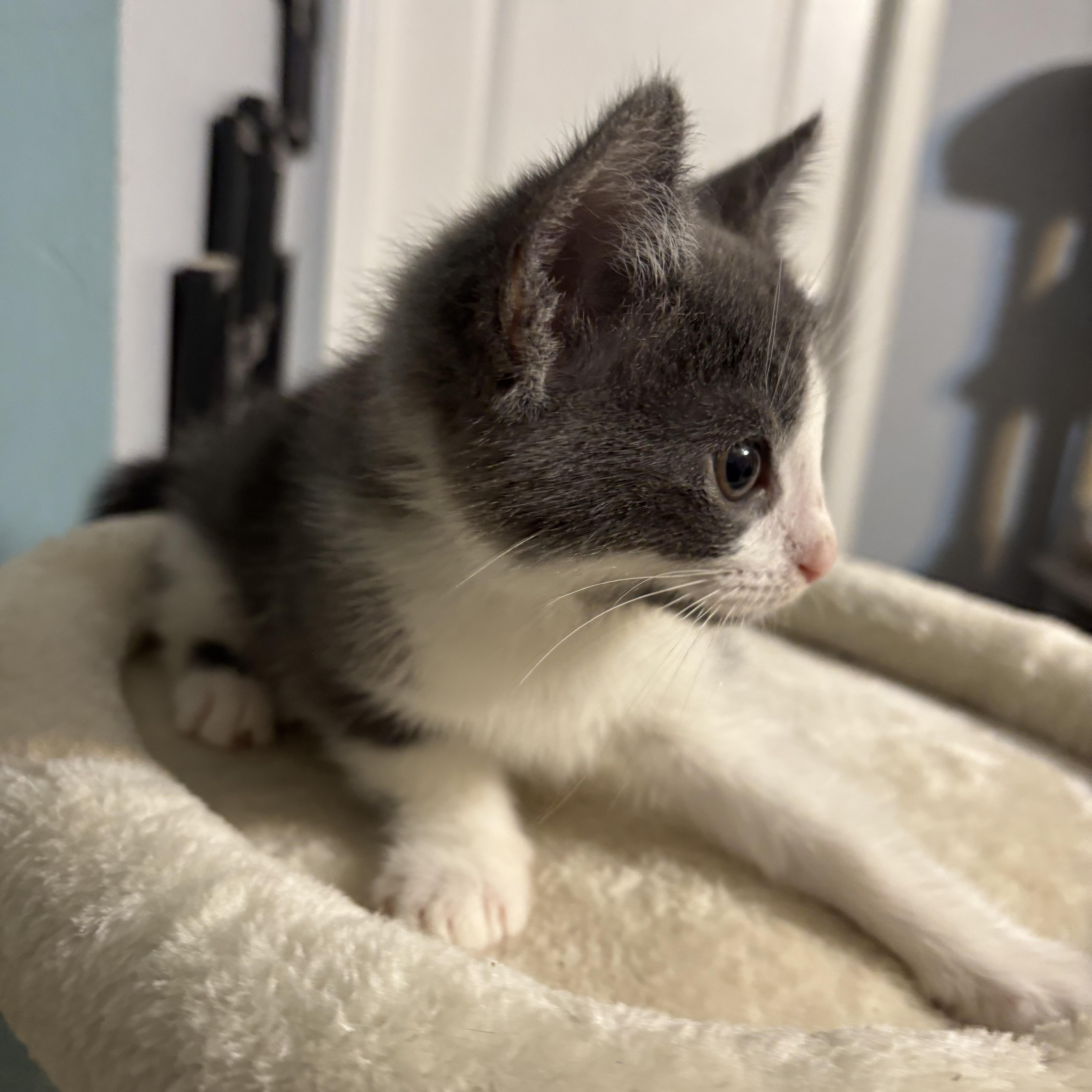 Diego, adopted, Kitten Male Domestic Short Hair.