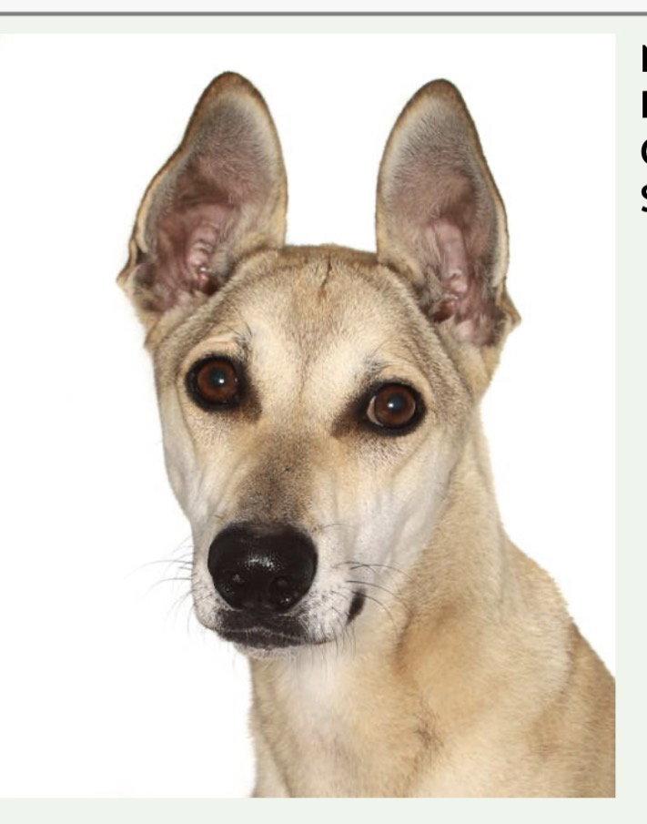 Buddy, Adoptable, Young Male Greyhound & Shepherd.