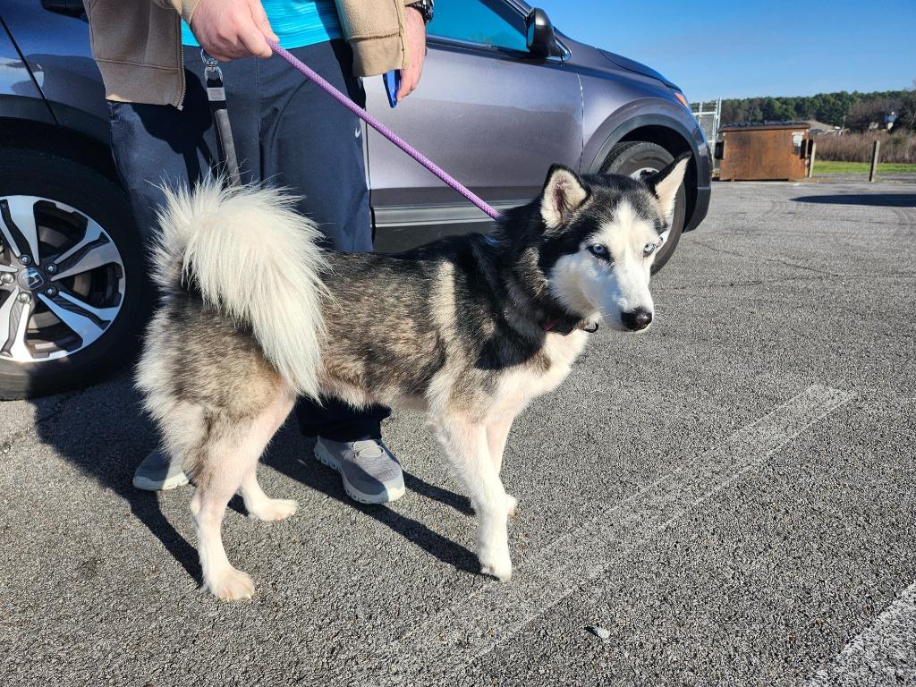 WILLOW, Adoptable, Adult Female Siberian Husky.
