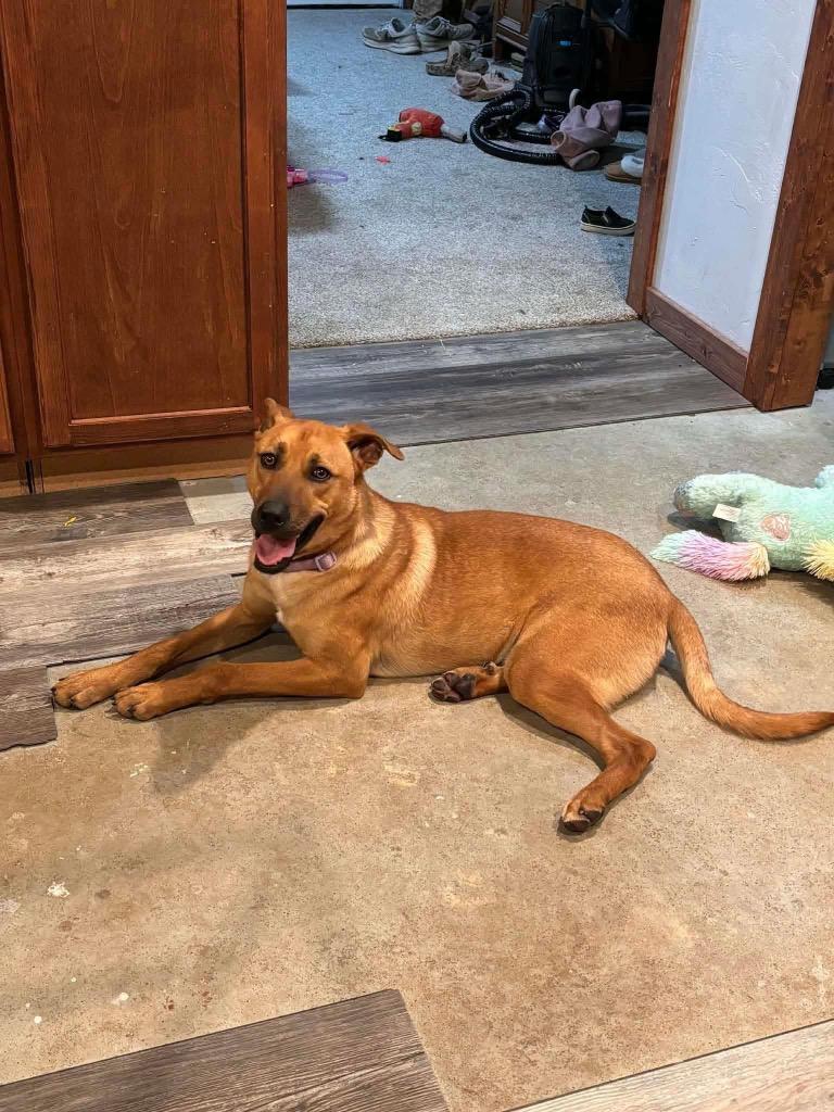 Enlarge Gary, a Adopted Shepherd in Ada, OK image 1/1