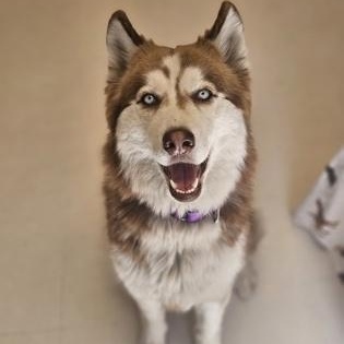 Enlarge Luna, a ADOPTABLE Husky in Bridgeport, CA image 1/1