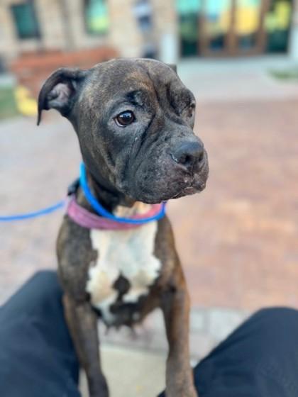 Enlarge Xena, a Adoptable mixed breed in Irving, TX image 1/2