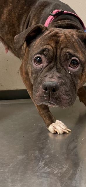 Enlarge Xena, a Adoptable mixed breed in Irving, TX image 2/2