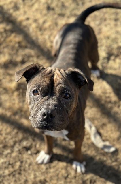 Enlarge Xena, a Adoptable mixed breed in Irving, TX image 2/2