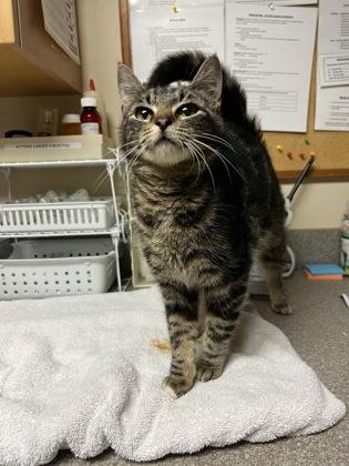 Jelly, adopted, Young Female Domestic Short Hair.